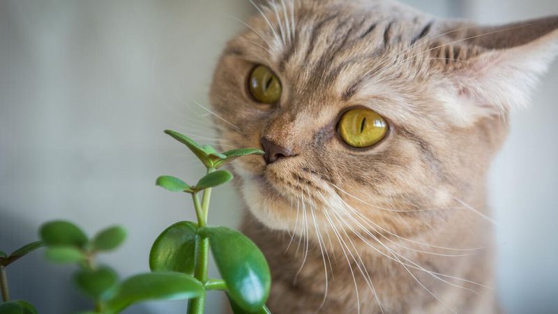 Keep Paperwhites Away From Pets That Might Chew Them