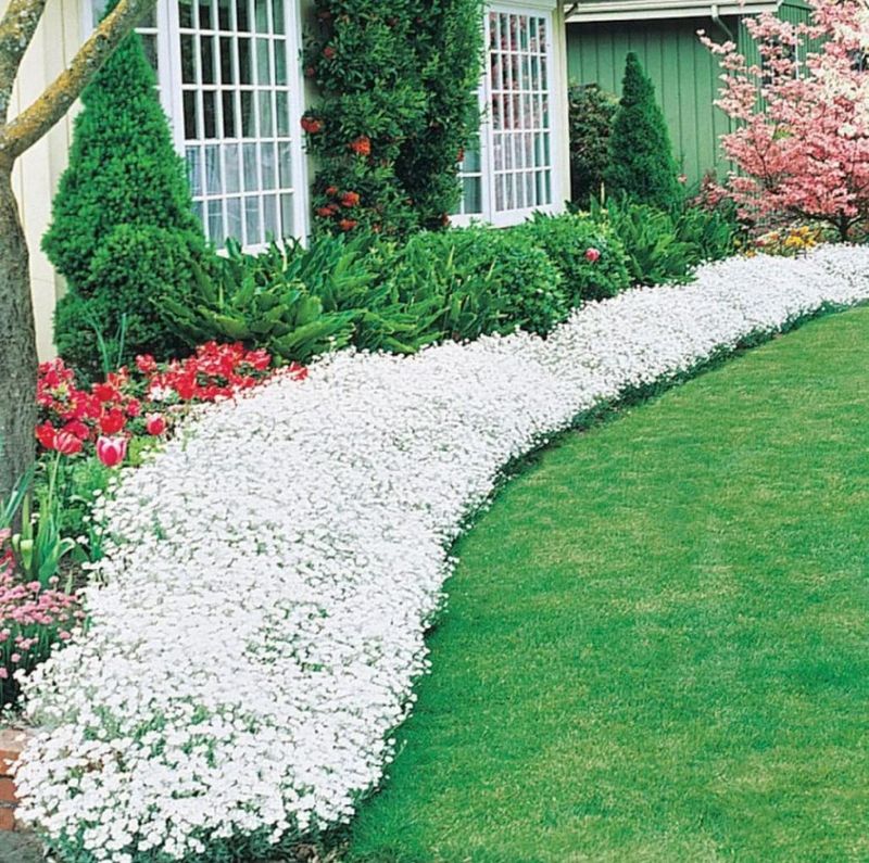 Sweet Alyssum