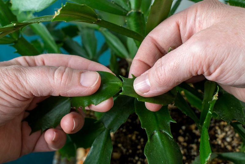 Prune After Blooming for Future Health