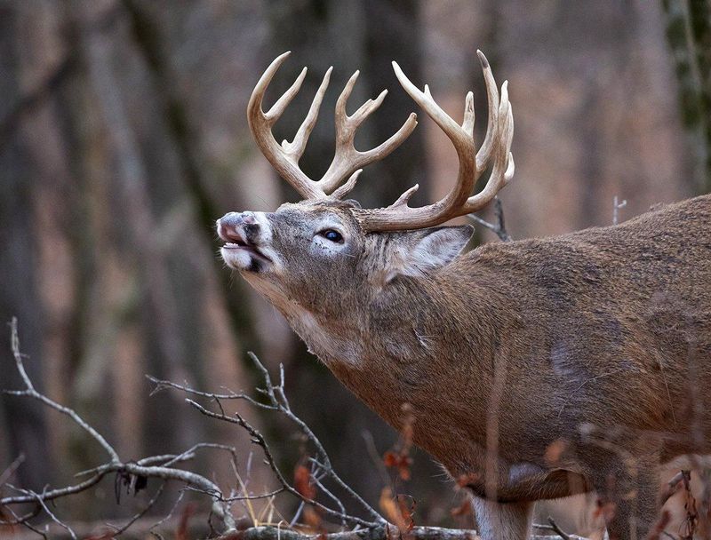 North Carolina’s rut timing varies by region, but it does not set a rubbing calendar