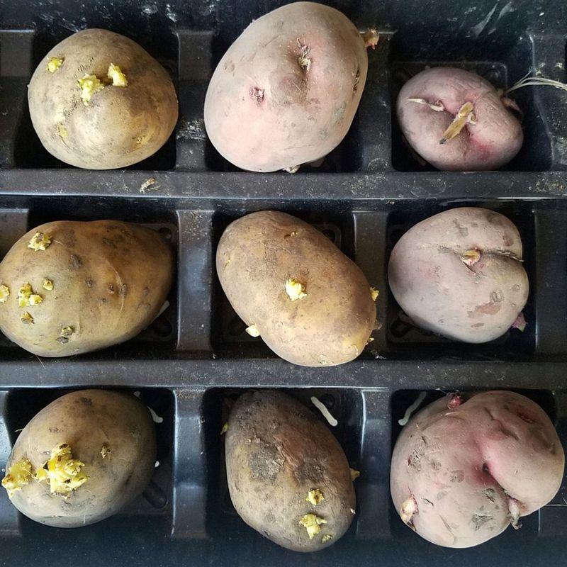 Certified seed potatoes give the crop a sound start