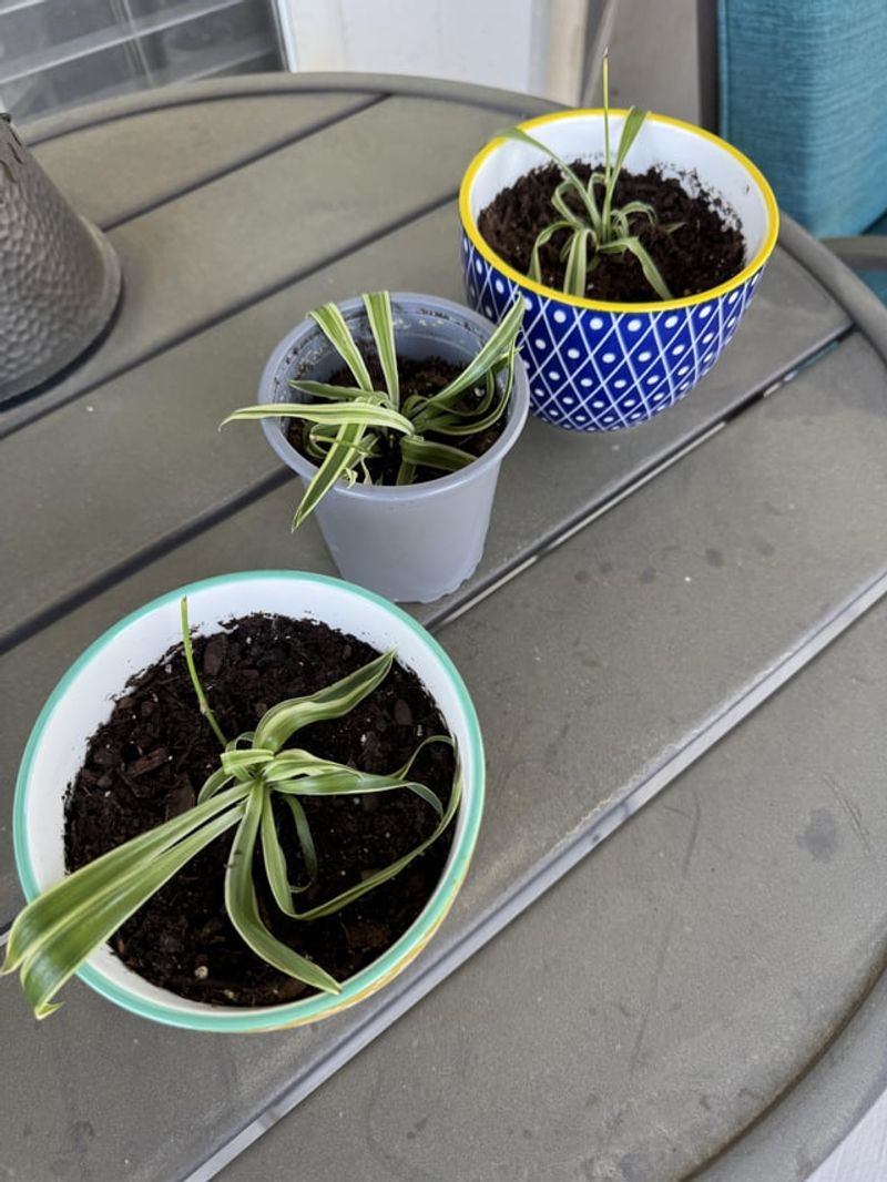 Drooping Leaves in Wet Soil