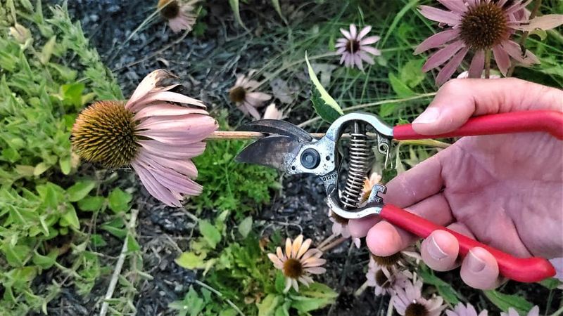 Deadhead Spent Blooms to Encourage Rebloom