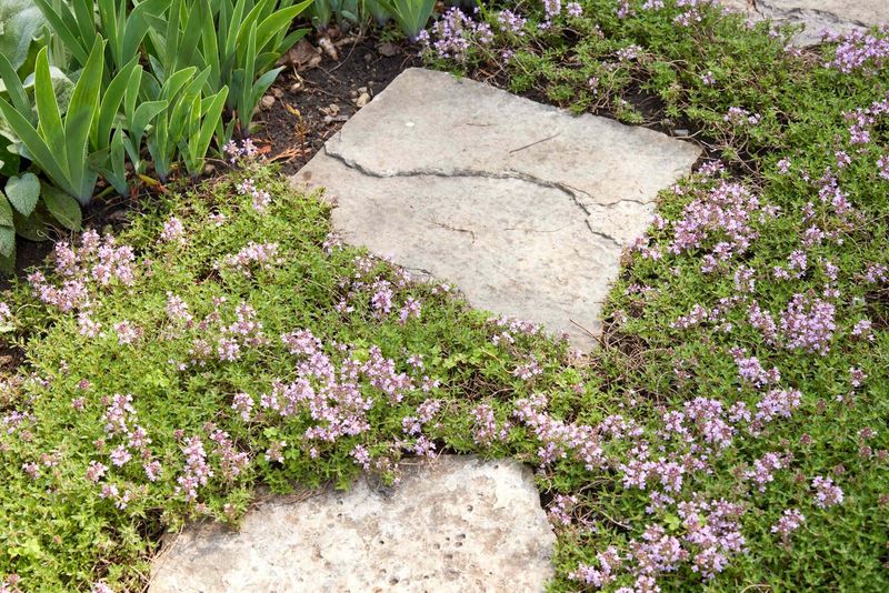 Choose less bare soil, not a no-weed guarantee