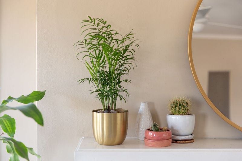 Parlor Palm