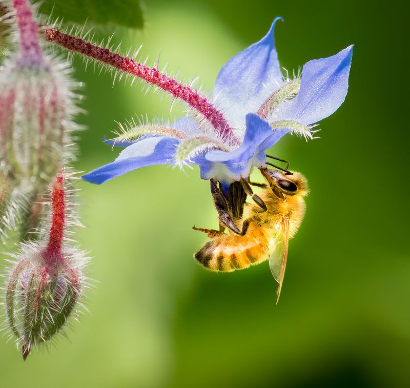 Attracts a Wide Array of Native Pollinators