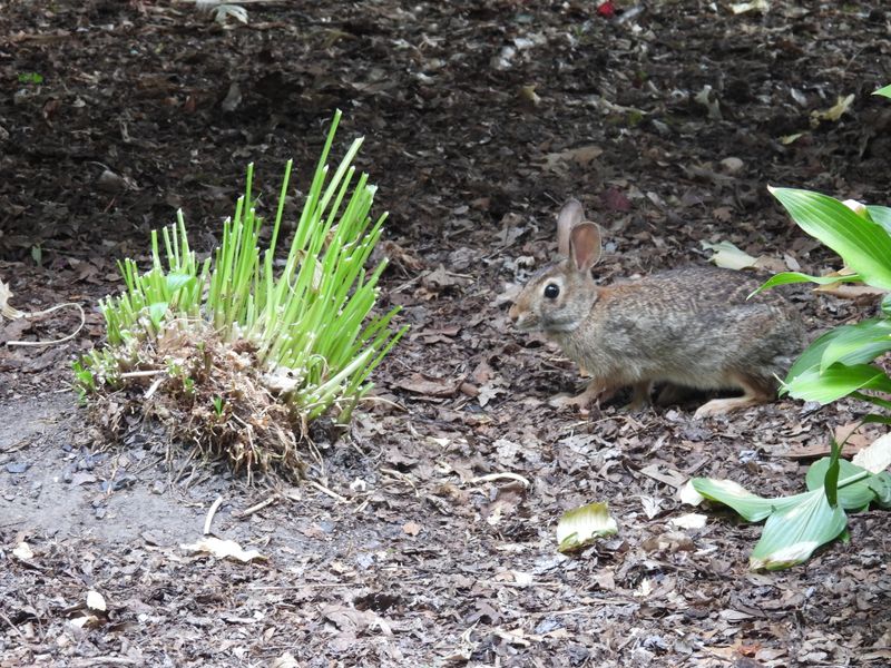 Deer or Rabbit Damage