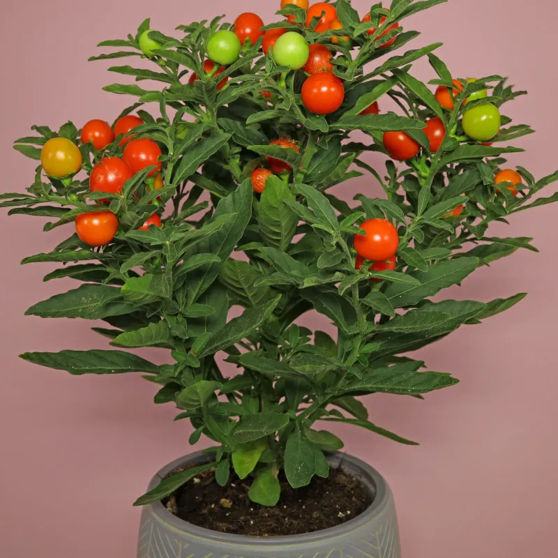 Jerusalem Cherry