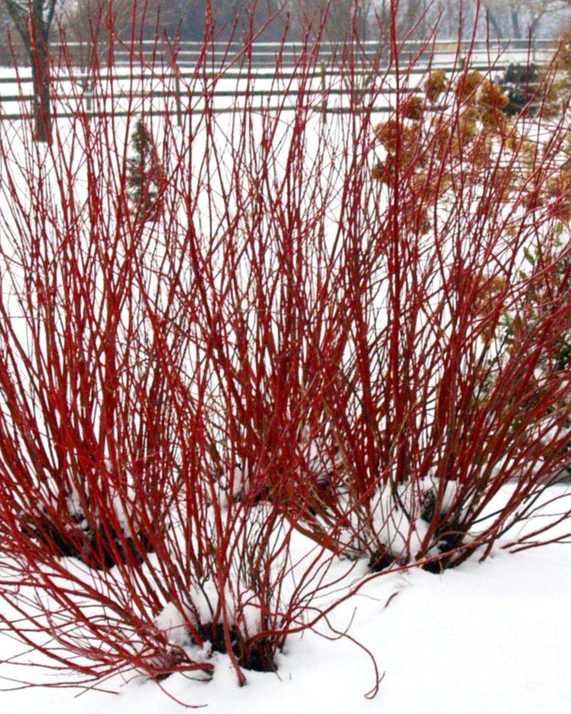 Red Twig Dogwood