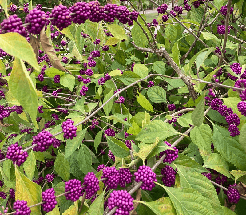 Beautyberry earns a place through documented habitat value