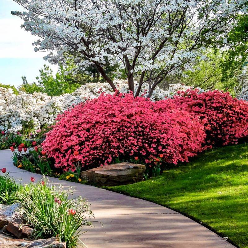 Azalea