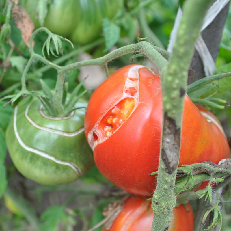 Inspect and sort tomatoes after the storm