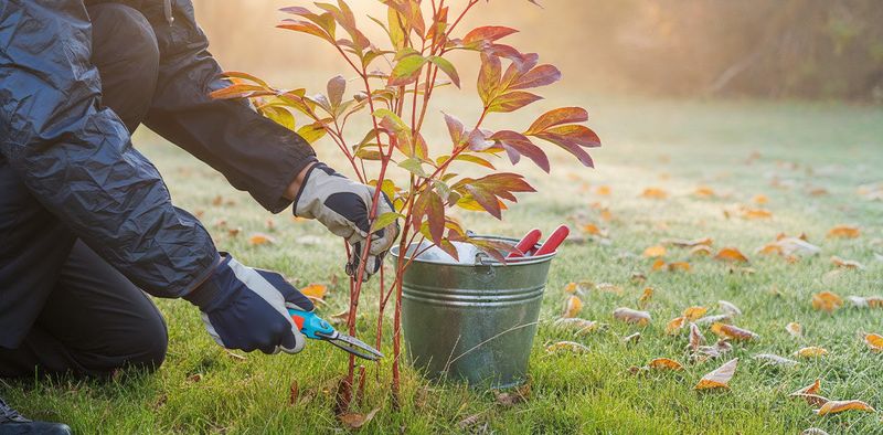 Cut Back Herbaceous Stems After the First Hard Frost
