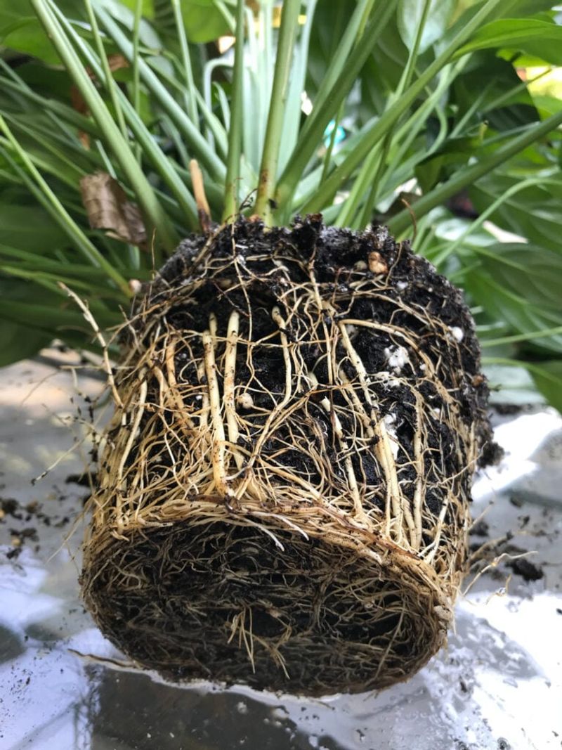 A Root-Bound Peace Lily Can Stay Dry After Watering