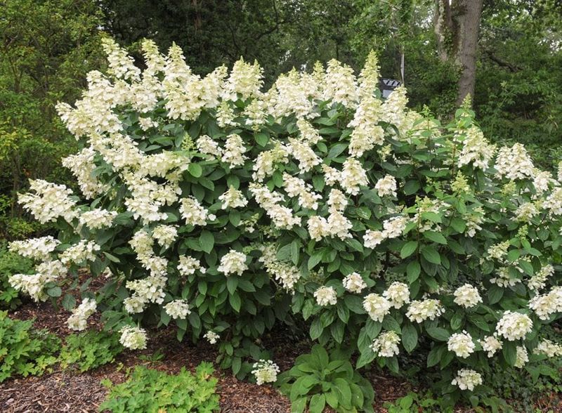 Panicle Hydrangea