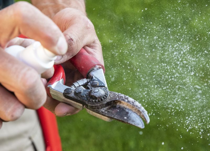 Use Sharp, Clean Pruning Tools