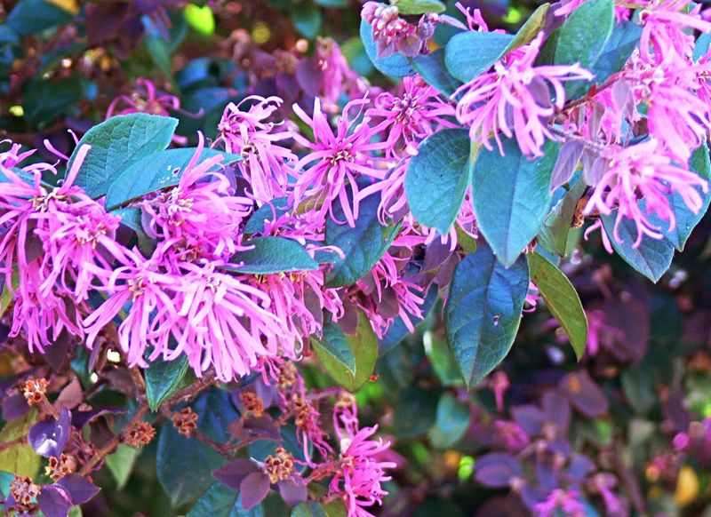 Chinese Fringe Flower (Loropetalum)