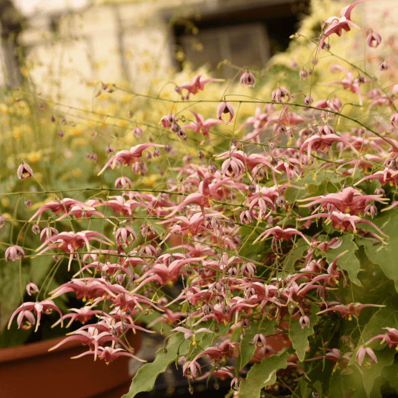 Barrenwort (Epimedium)