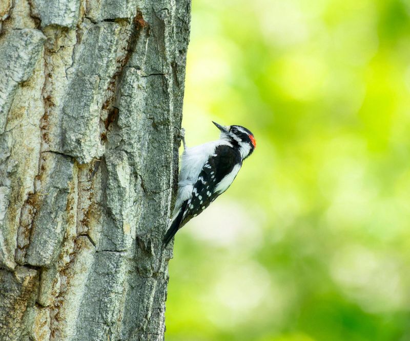 Woodpeckers