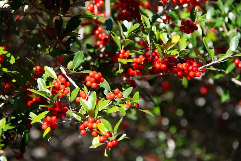 Yaupon Holly (Ilex vomitoria)