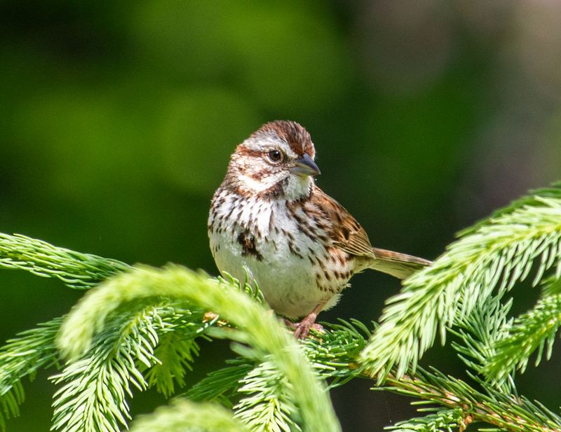 Native Sparrows