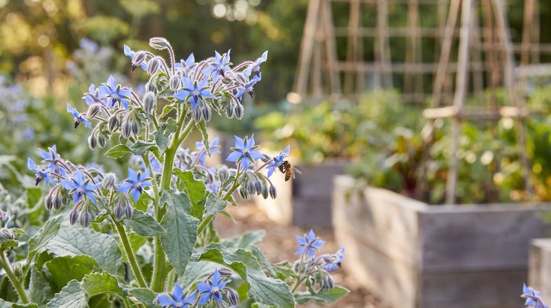 Attracts Beneficial Predatory Insects to Control Pests Naturally