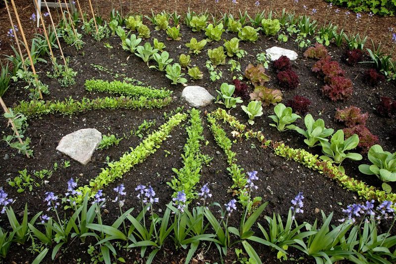 Plan the next crop backward from frost and diagnose before replanting