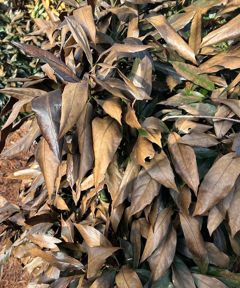 Spots Prone to Early Morning Sun After a Hard Freeze
