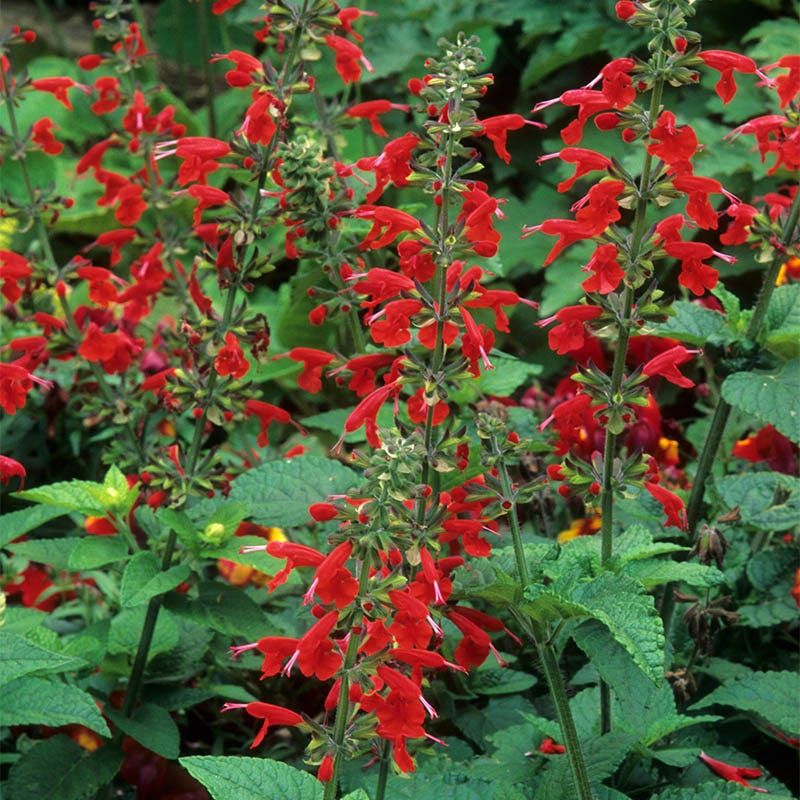 Scarlet Sage (Salvia coccinea)