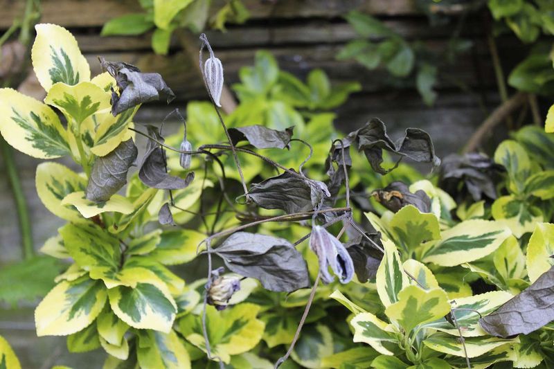 Recognize flowers and plants fertilizer cannot cure