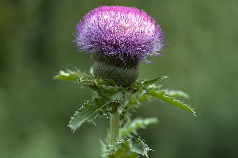 Native Thistles (Cirsium species, such as Field Thistle and Wavyleaf Thistle)
