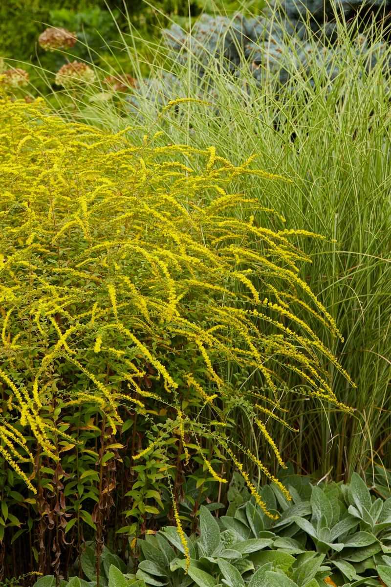 Use goldenrod as an anchor, not a guarantee