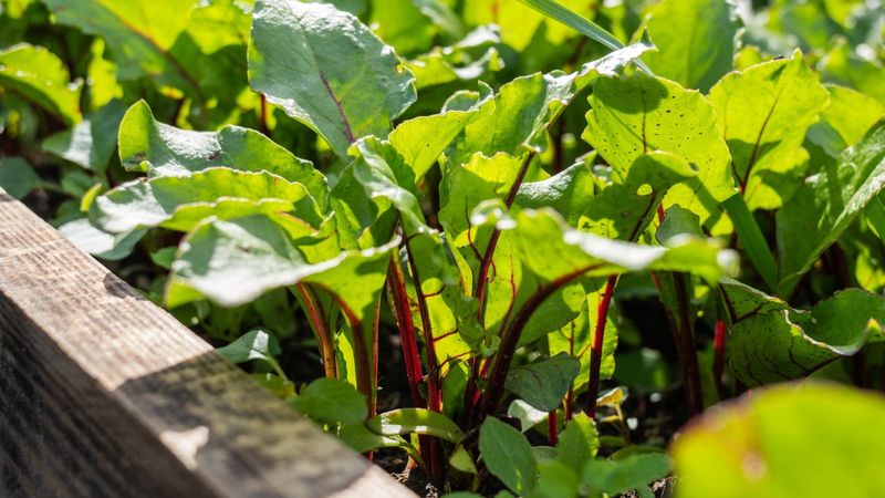 Lush tops and small roots do not identify the cause