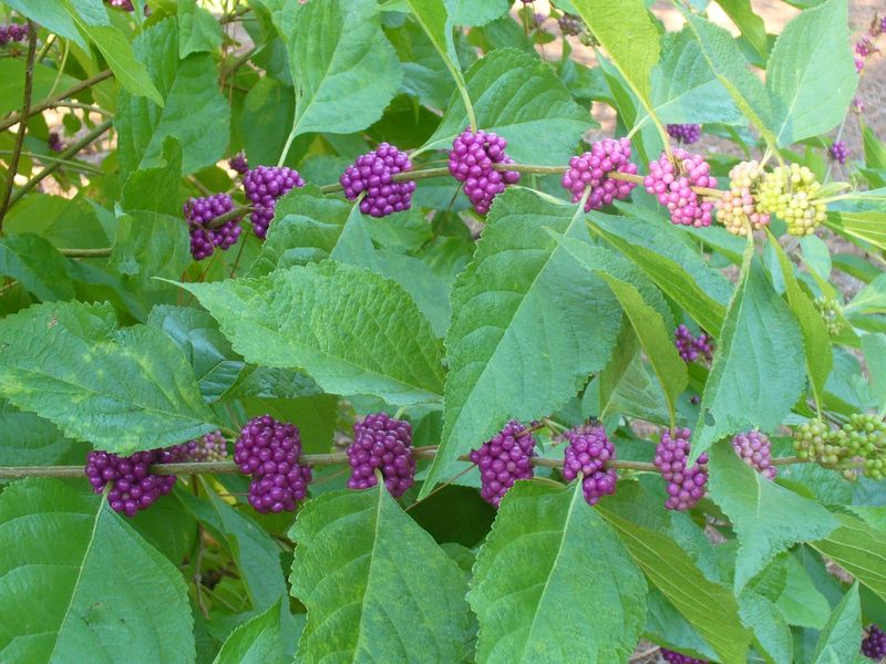 Plant American beautyberry where North Carolina conditions suit it