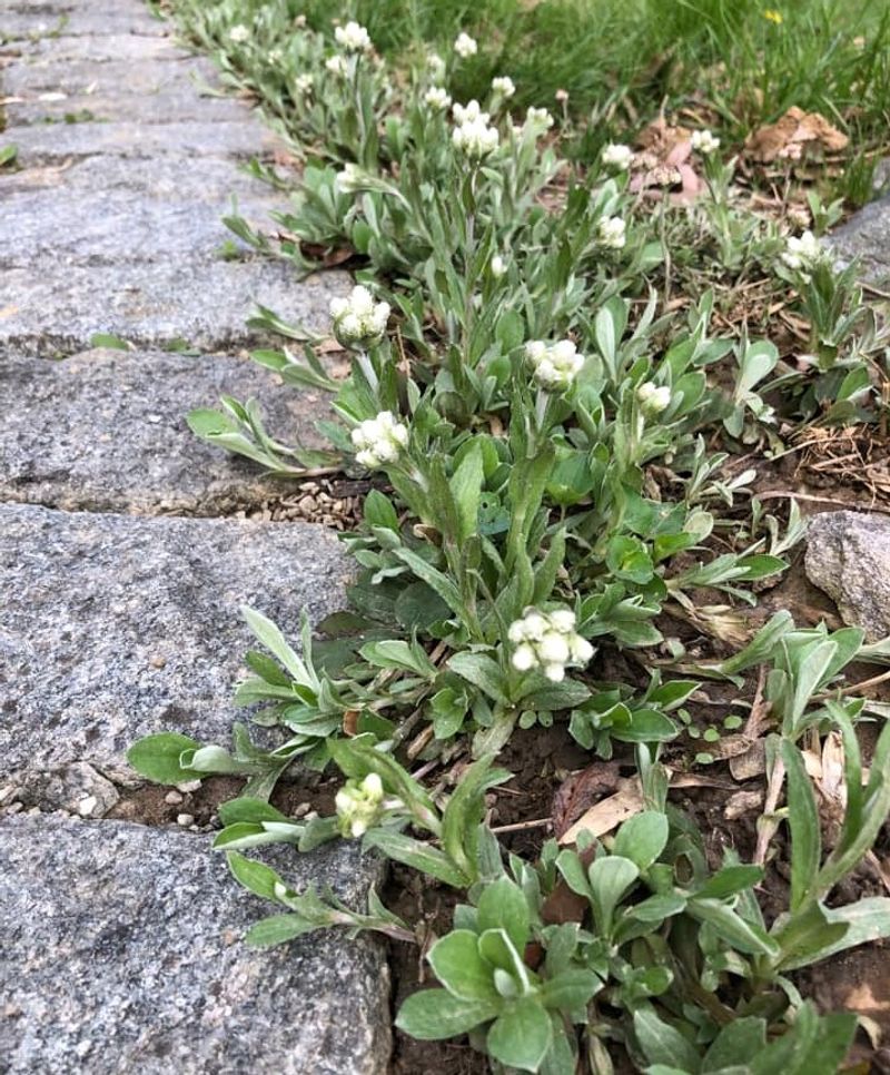 Pussytoes (Antennaria plantaginifolia)