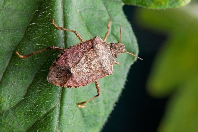 Not every stink bug in the garden is the invasive pest