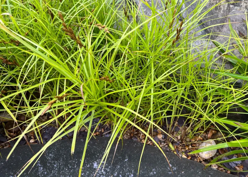 Solve the water movement first, then plant the sedge