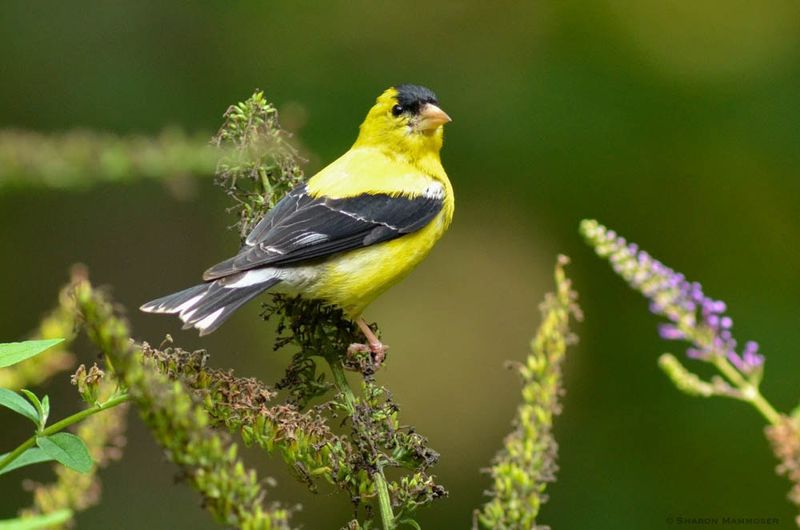 Why late summer does not automatically mean migration