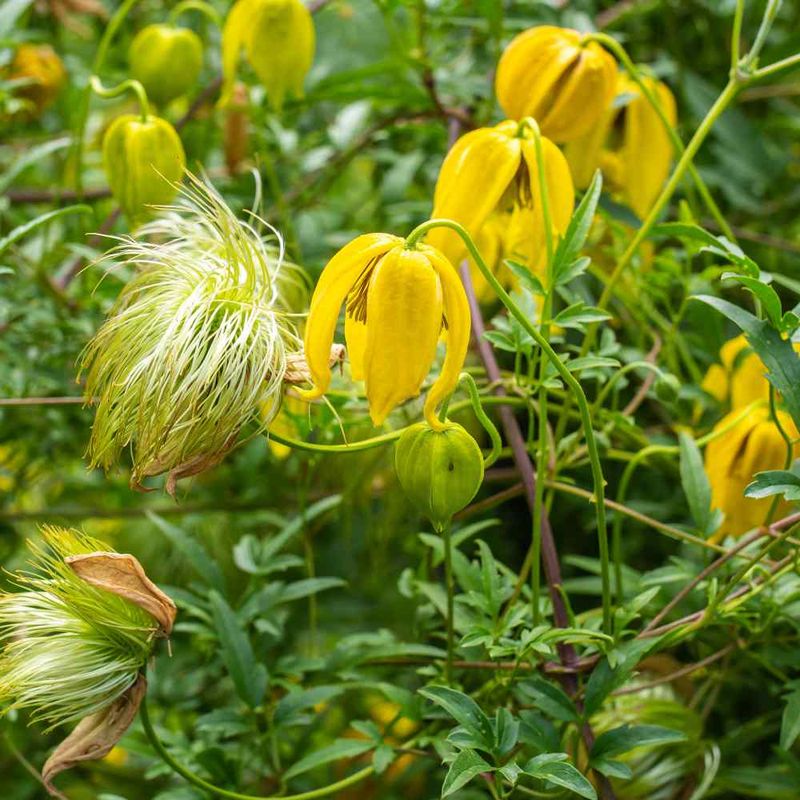 Golden Clematis (Clematis tangutica)