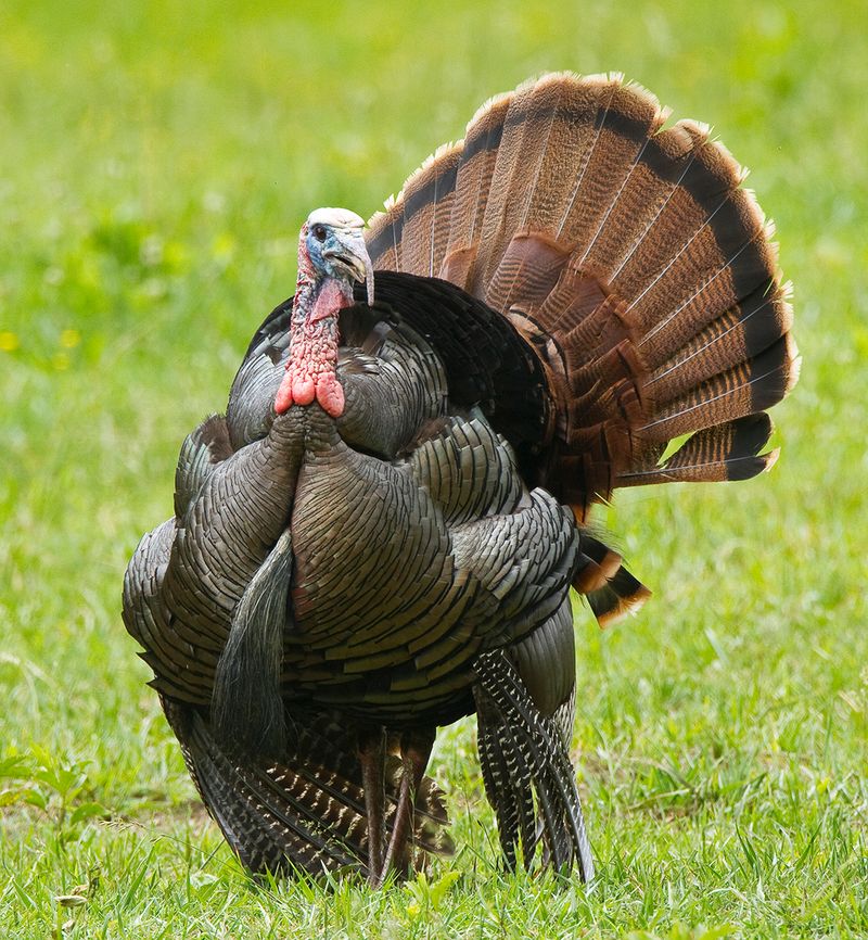 The strut is a message, not a yard report