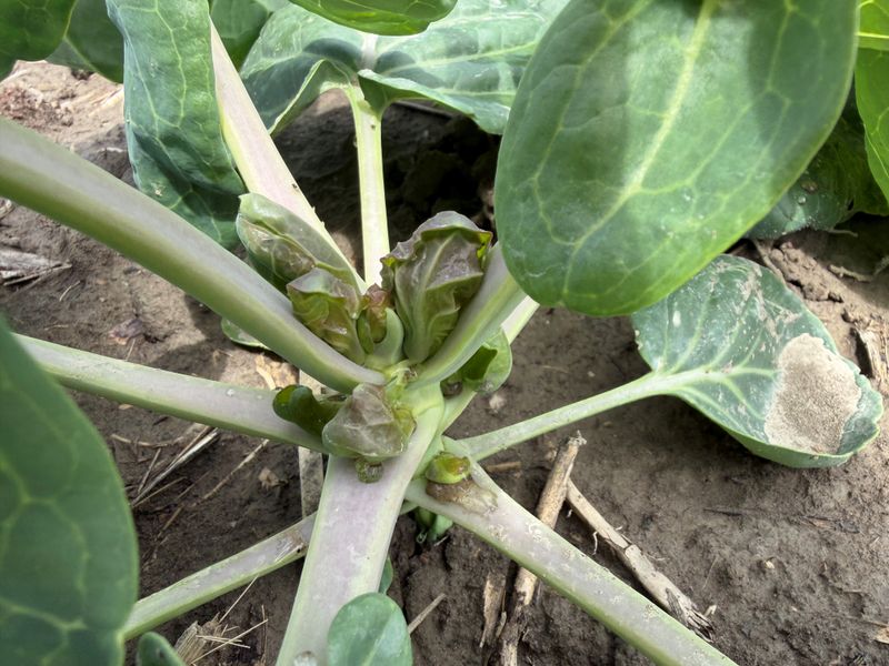 Pests, disease, and transplant stress point to another diagnosis