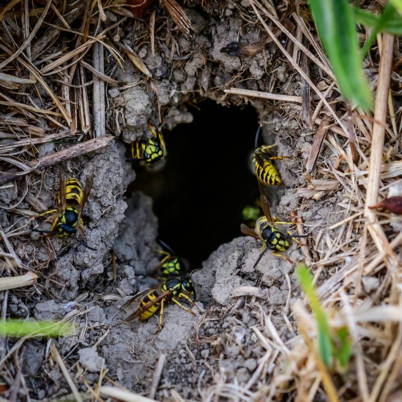 When Leaving the Nest Alone Makes Sense