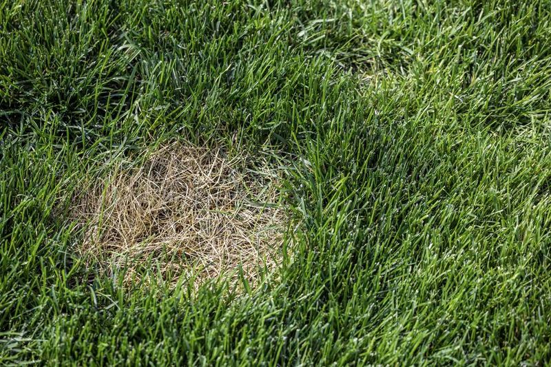 Keep Debris Off Your Lawn