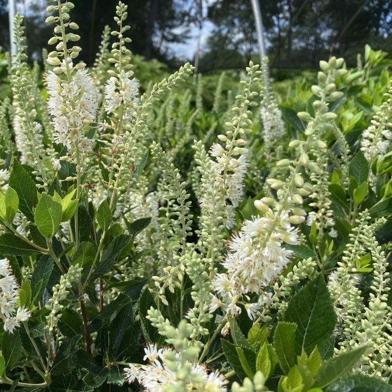 Summersweet / Sweet Pepperbush (Clethra alnifolia)
