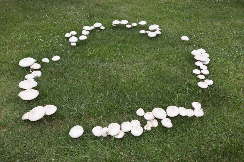 Fairy rings form as some fungi grow outward