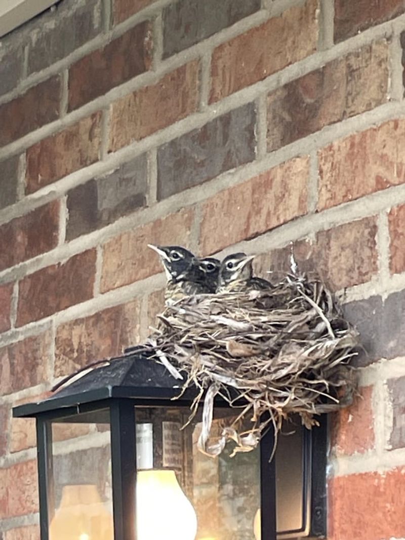 A porch light is a documented robin nest site