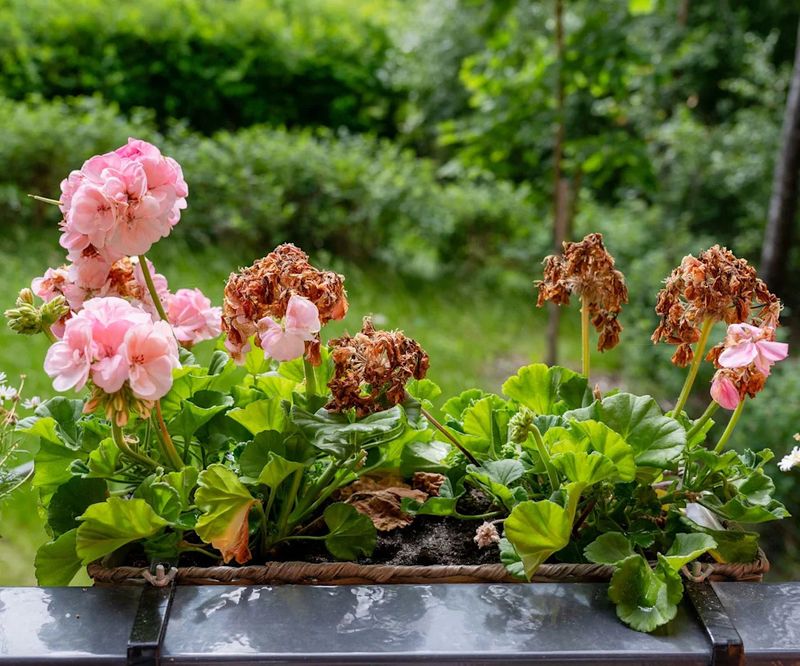 A bloom stall has more than one possible cause