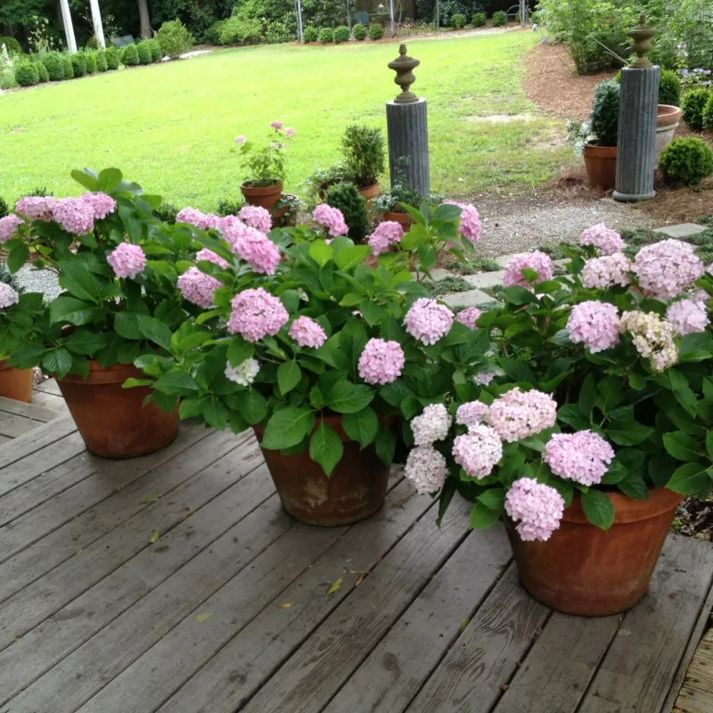 Relocate Potted Hydrangeas to a Shadier Spot