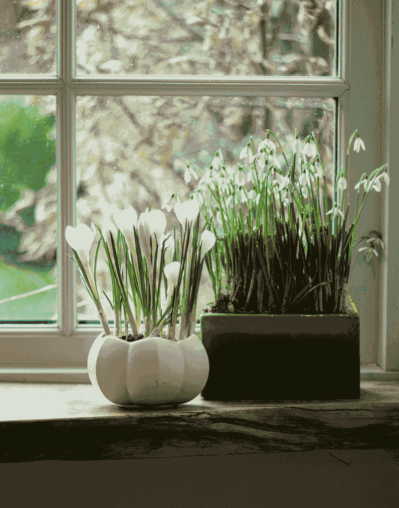 Snowdrops