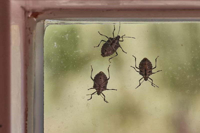 Repair screens and seal likely entry points